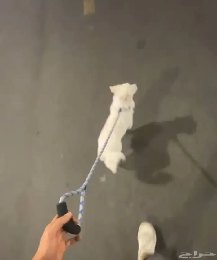 كلب انثى للتبني 3