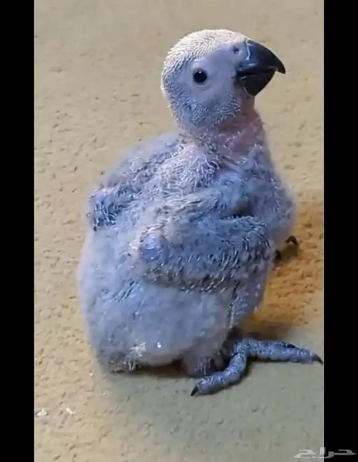 صغار الكاسيكو انتاج محلي 1