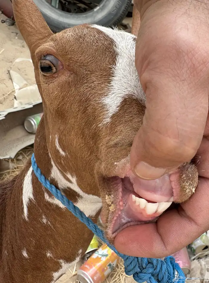 للبيع عنز ثنيه اول ولده 0