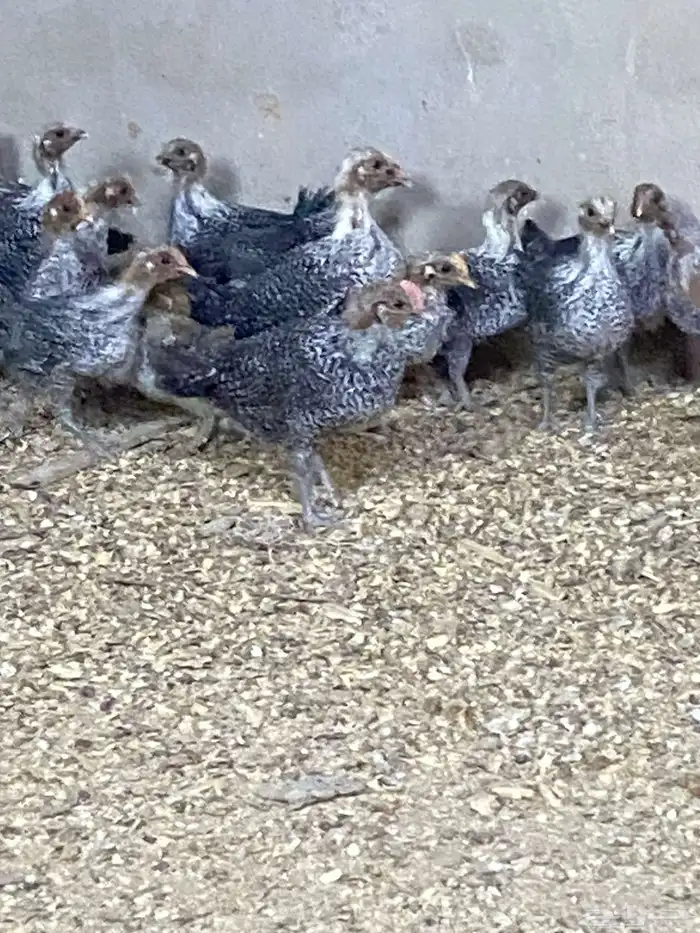 دجاج فيومي 0