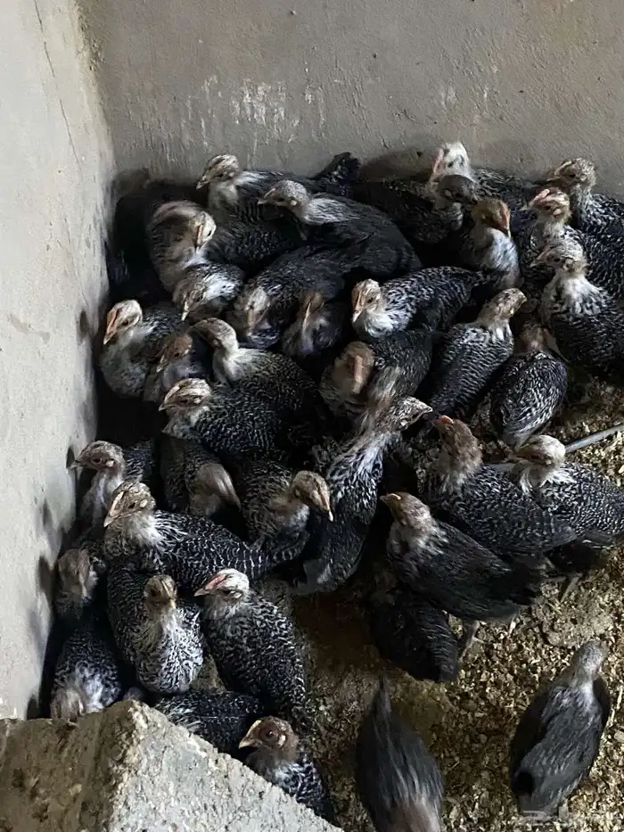 دجاج فيومي 3