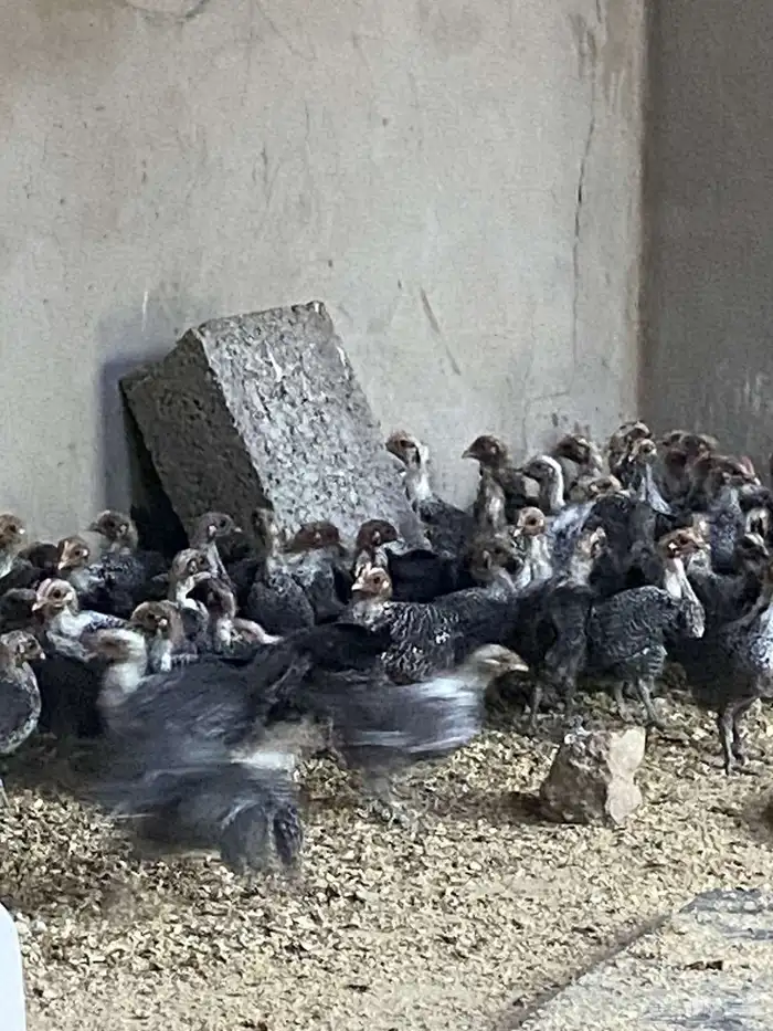 دجاج فيومي 1