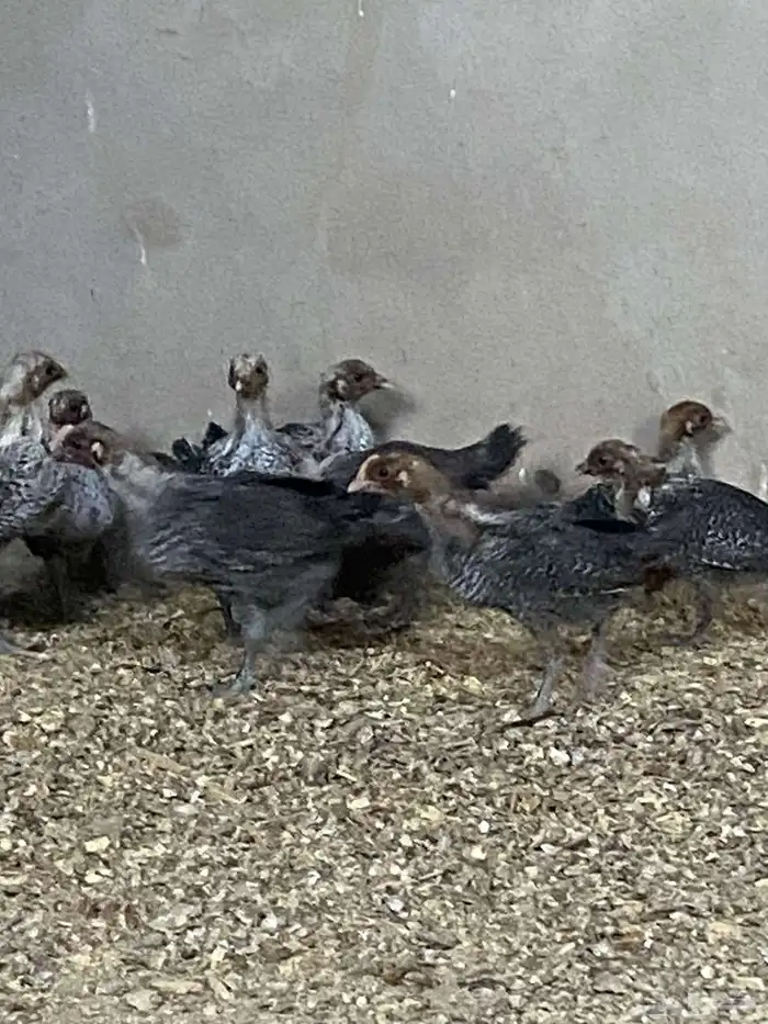 دجاج فيومي 2