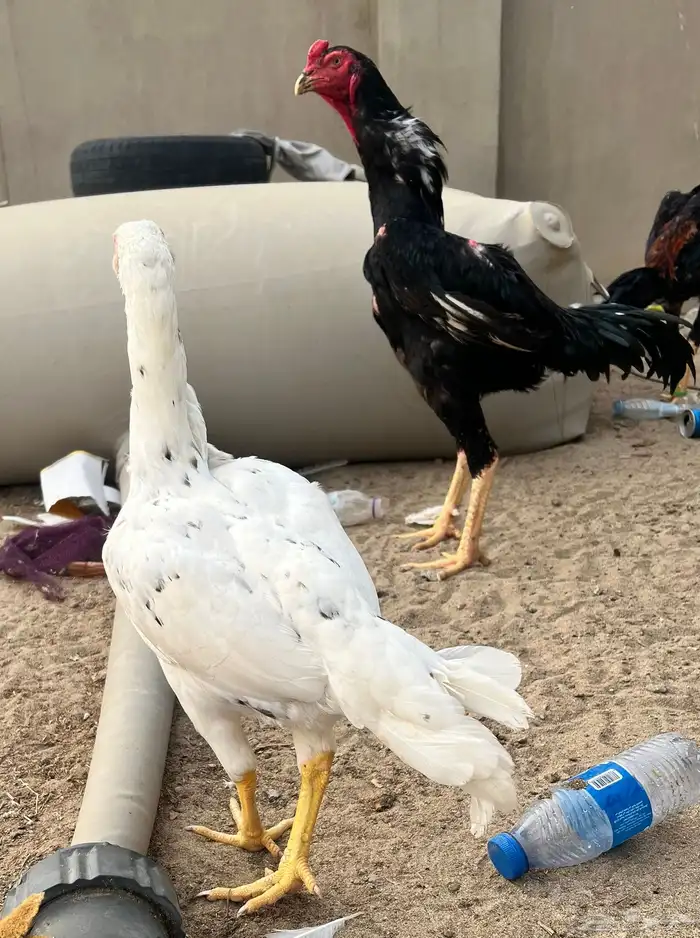 شامو الماني هزاز 1