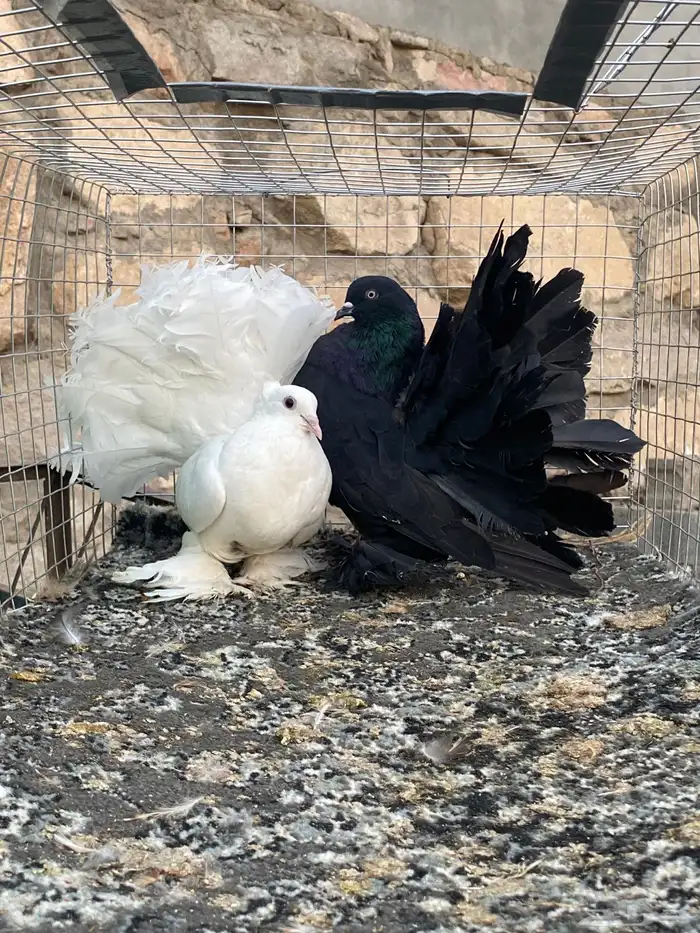 للبيع حمام 9