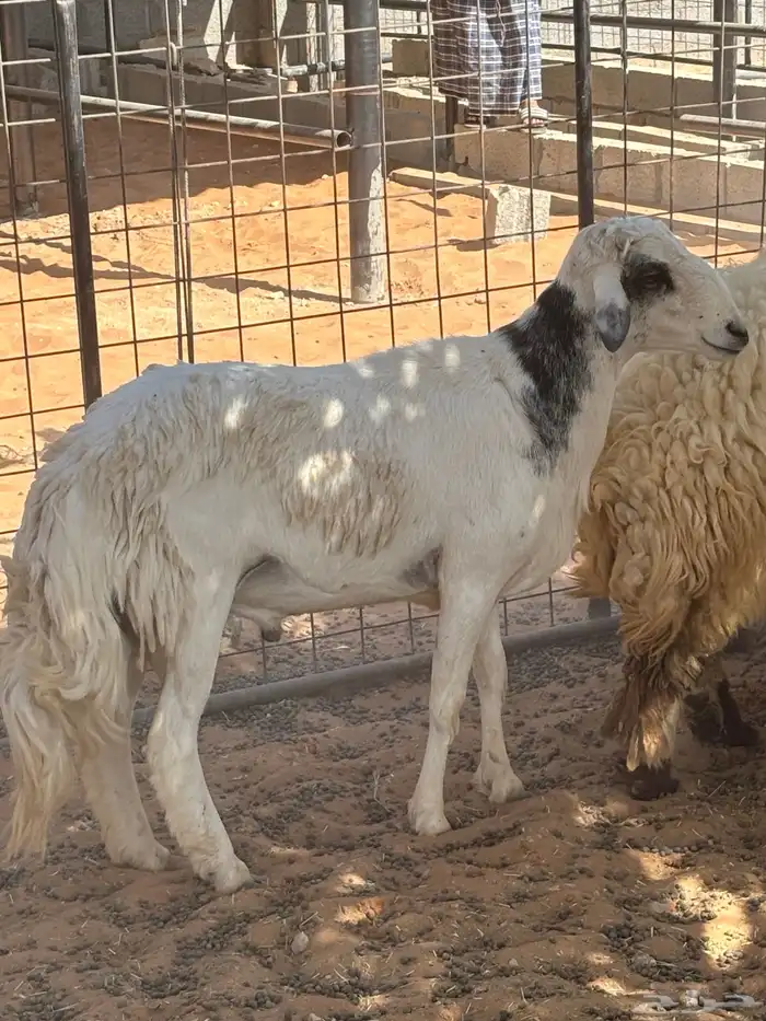 نعيم مقاني 1