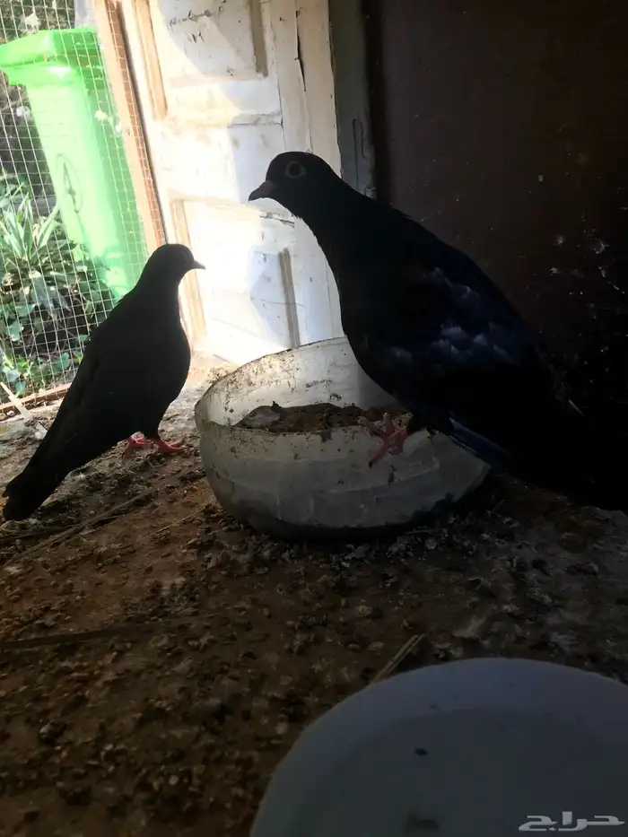 صنعاني اصيل شيبه وصوت ناعم وحجم صغير 22