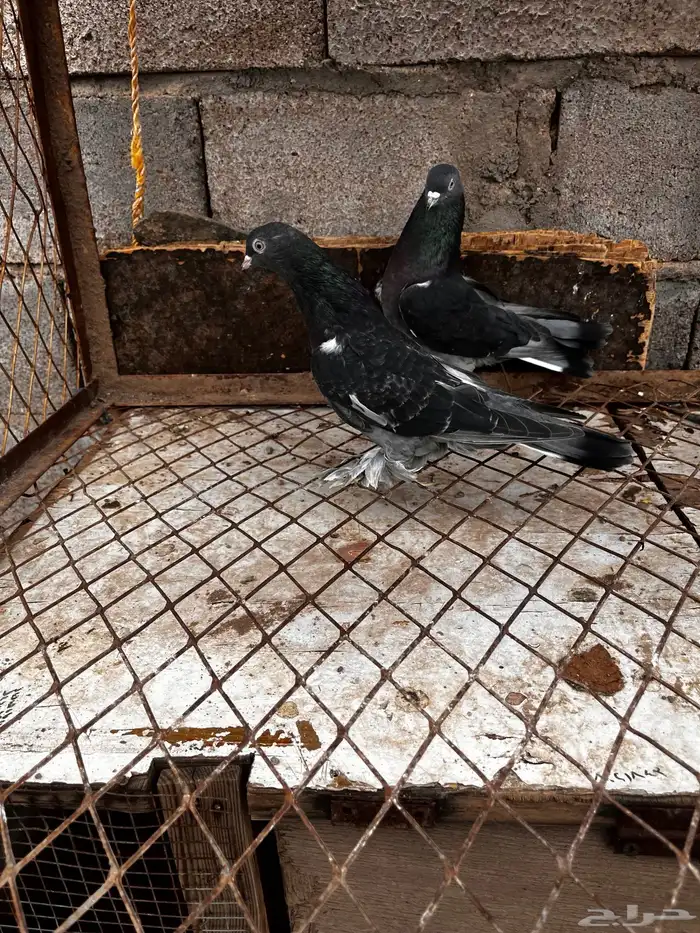 جوز تركي شنكيلي 0