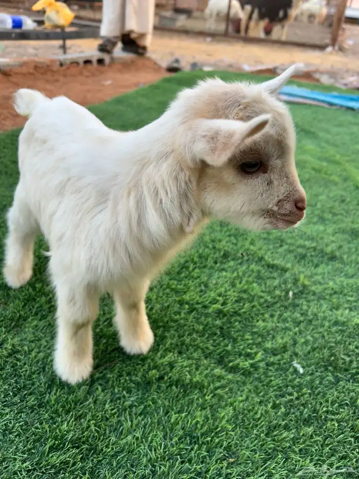 تيس قزمي للبيع 1