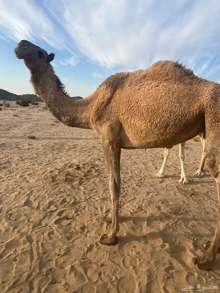 بكره كفؤ تماميه 3