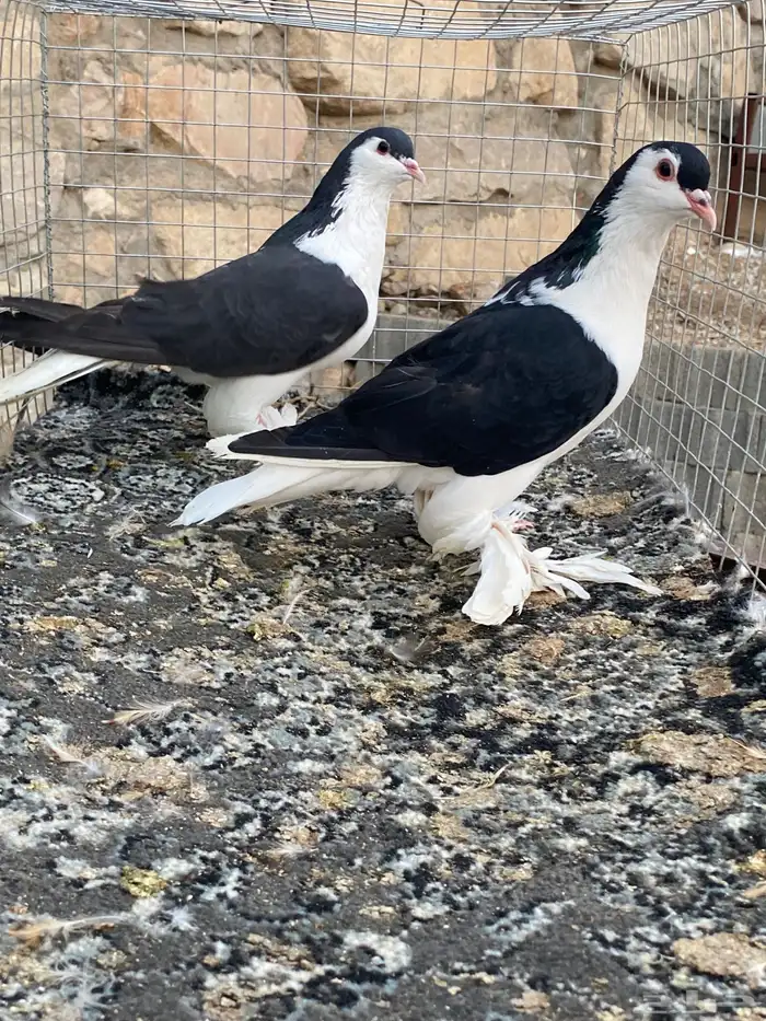 للبيع حمام 6