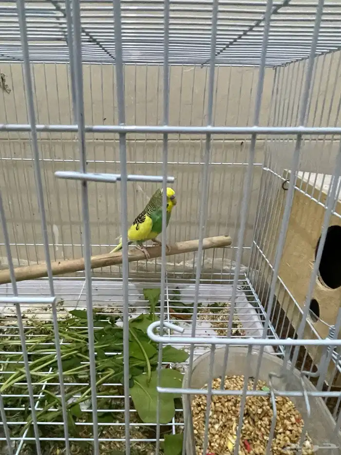 محميه للبيع 5 جواز كلها منتجه. 5