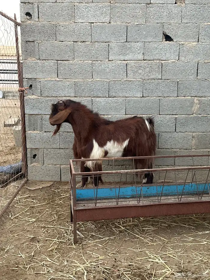 فحل عارضي مشرووط 0