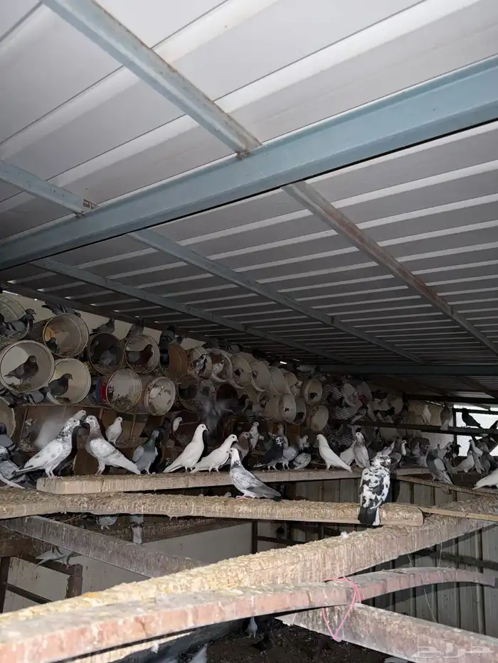 حمام مشكل للبيع 0