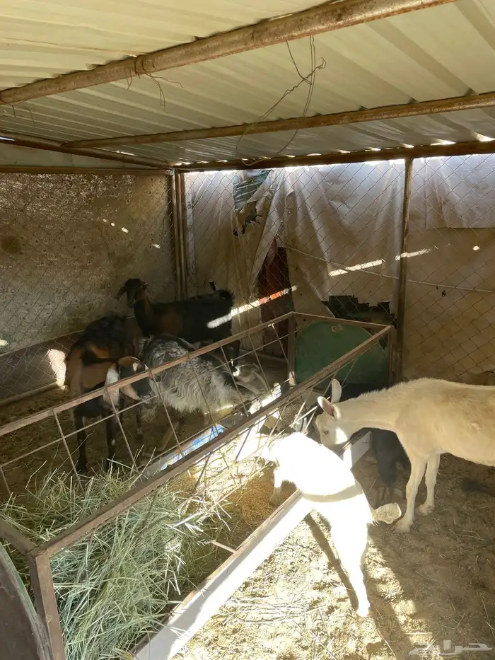 معزا دفيع وولد 4