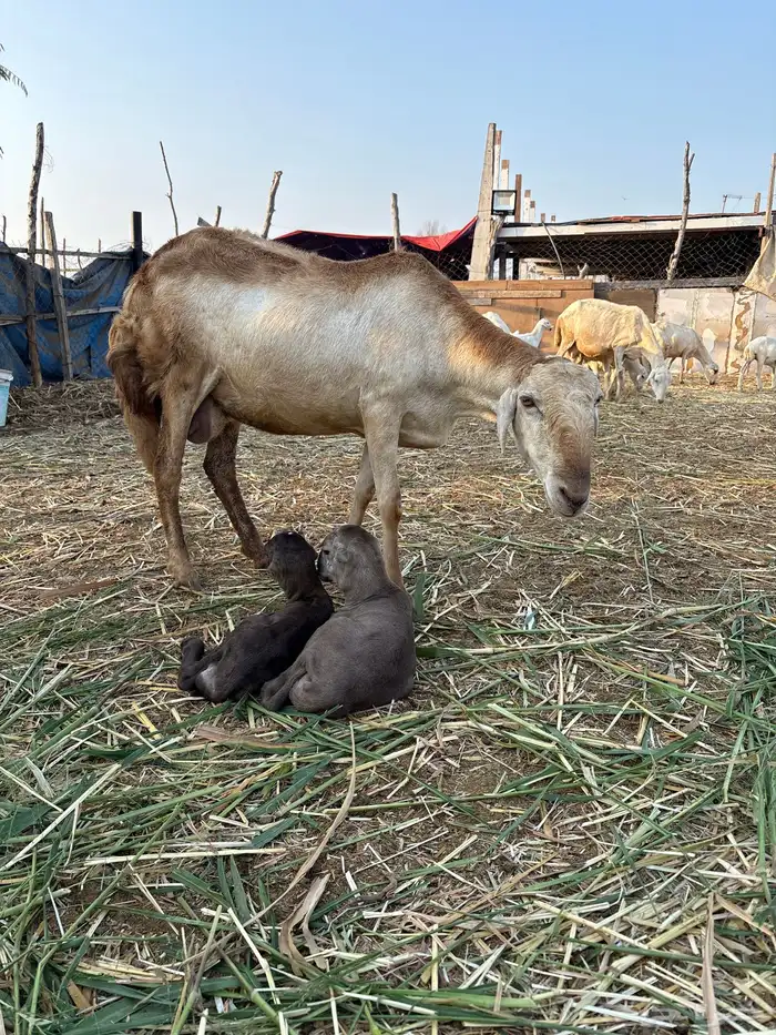 نعجه هجين سواكن جرم هايل ماشاءالله 1