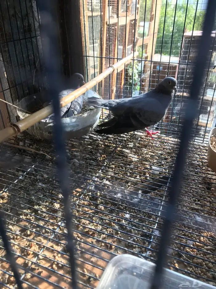 صنعاني اصيل شيبه وصوت ناعم وحجم صغير 7