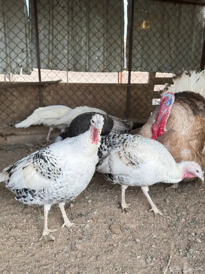 دجاج رومي منتج بياض 1