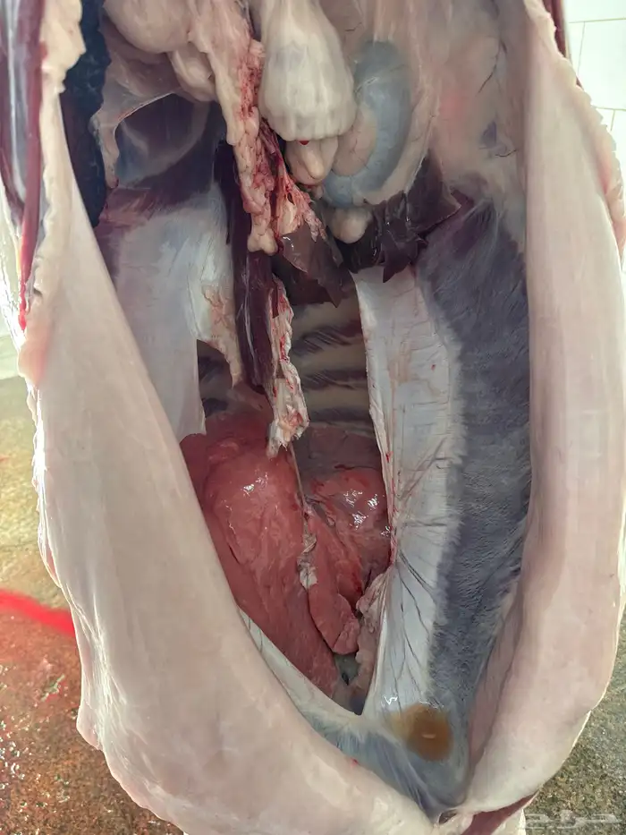 لباني شرط والطعم تحدي عمره (6) والثمن 650ريال وزن الثمن 13ك 2