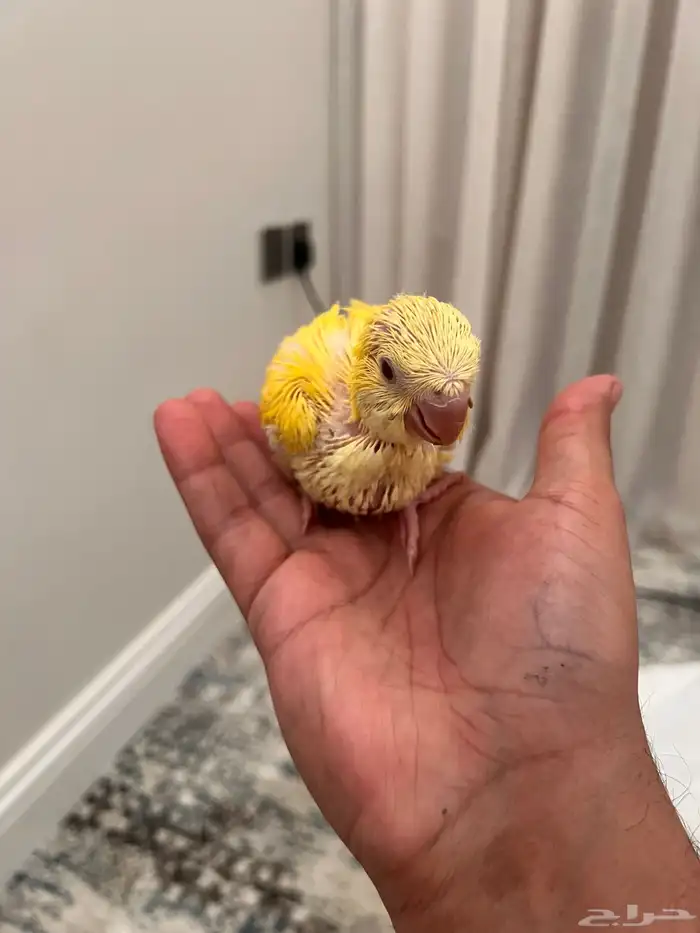 فروخ كويكر 2