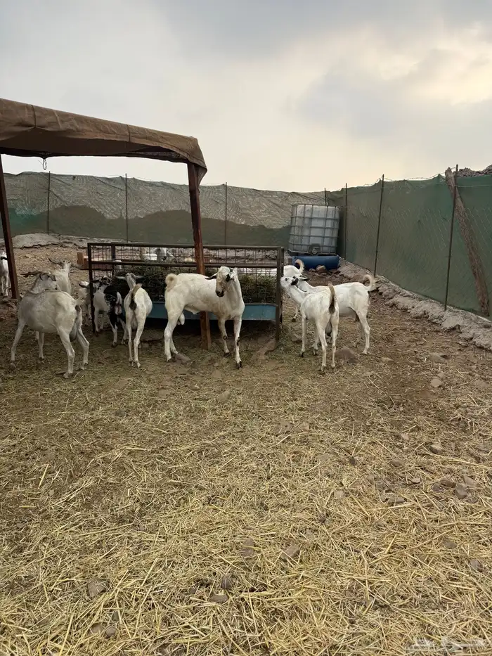 ماعز بيشي صنف الصنف جفار ثنايا مواليد 7