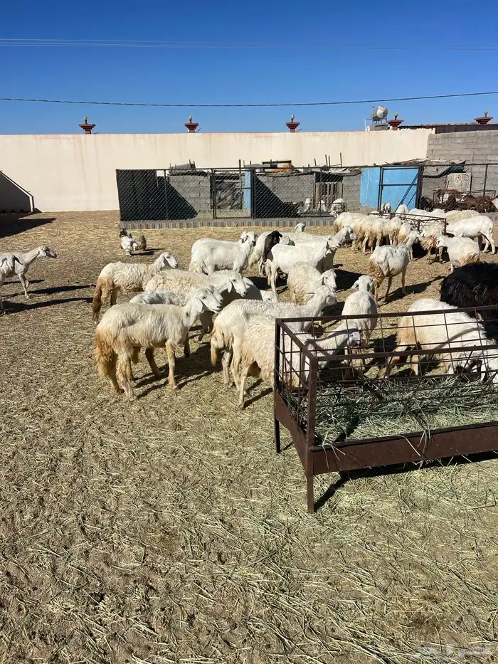 غنم مقاني صغار سن كفو 2