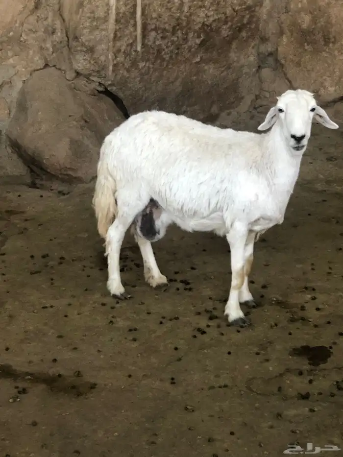 شاة حايل 1