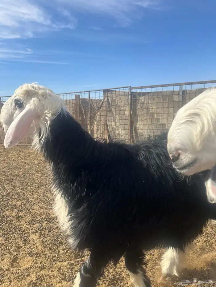 فحول نجد صنف الصنف 22