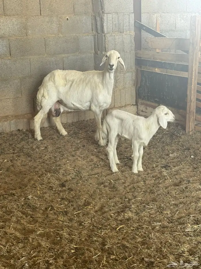 شاه تحتها خروف 3