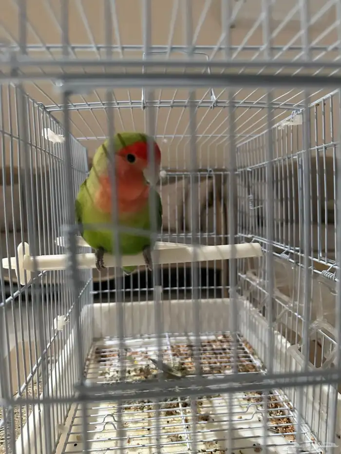 طائر روز ودود ولعوب 1