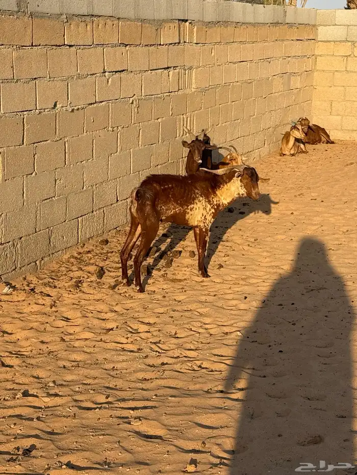 ماعز جنوبيه 3