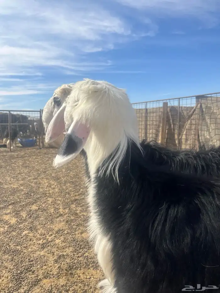 فحول نجد صنف الصنف 23