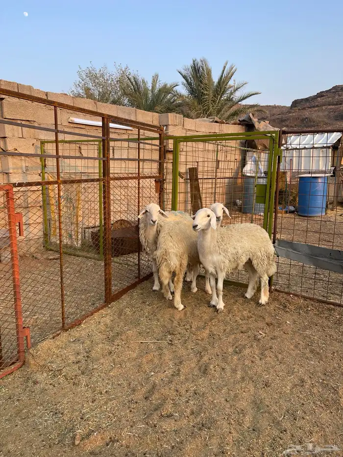 للبيع رخال حريه نظيفه 0