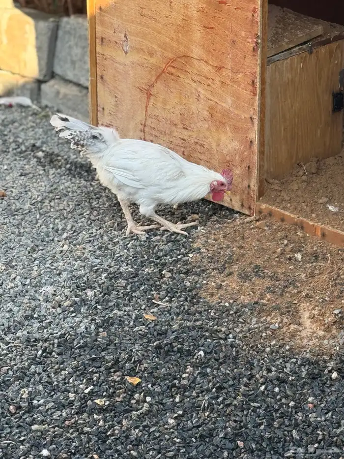 ديك اللون ابيض شرط سالم من الامراض 0