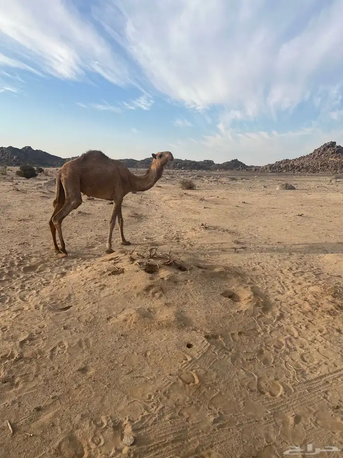 بكره كفؤ تماميه 2