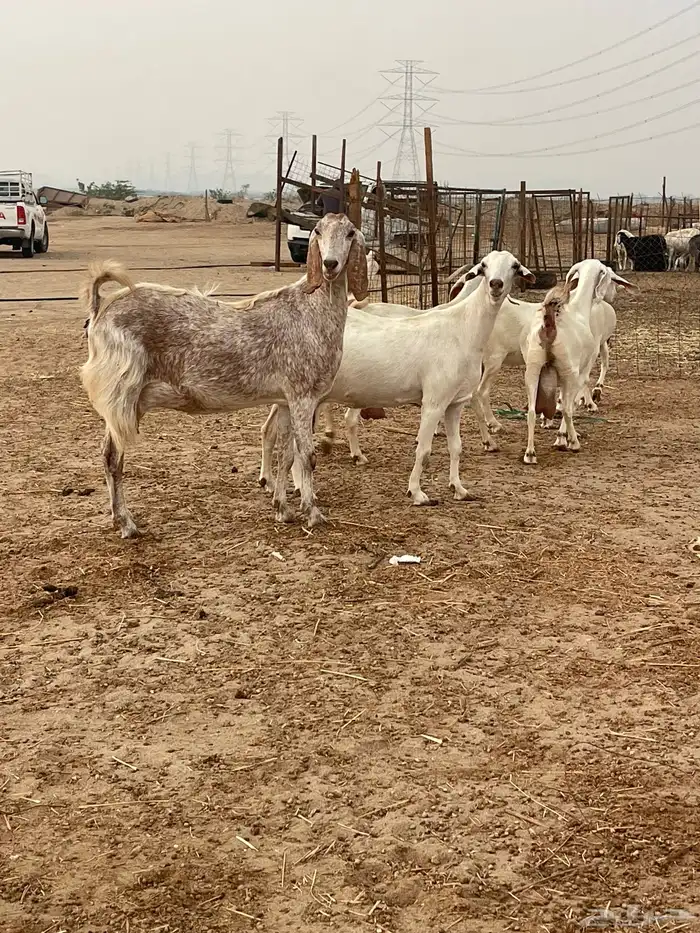 معزا مهجنات دفيع ع ولاده جم حروم عاليه فاخر 2