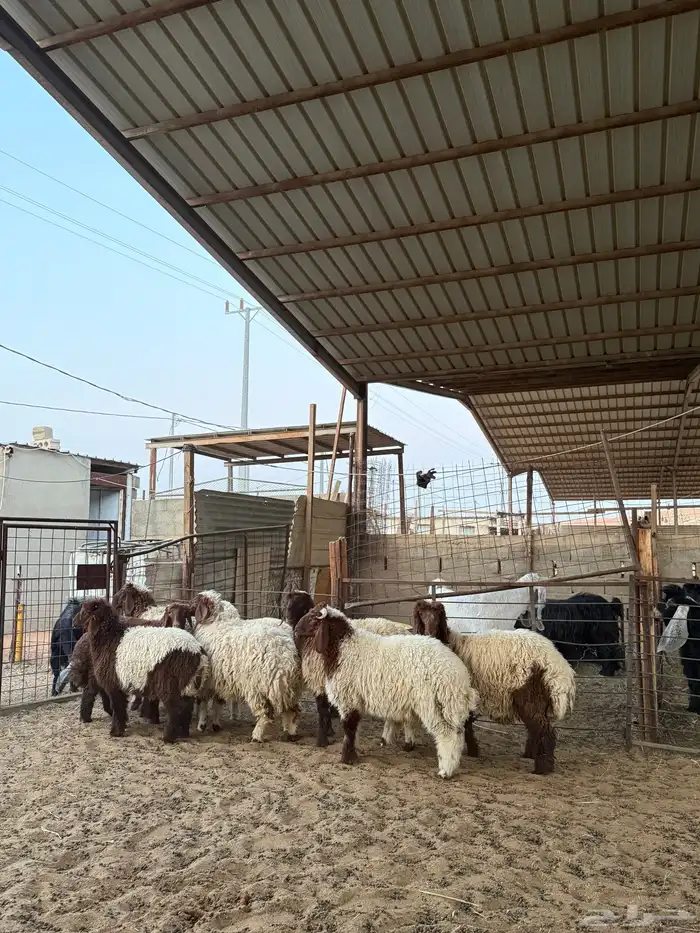 ذبائح للبيع 3