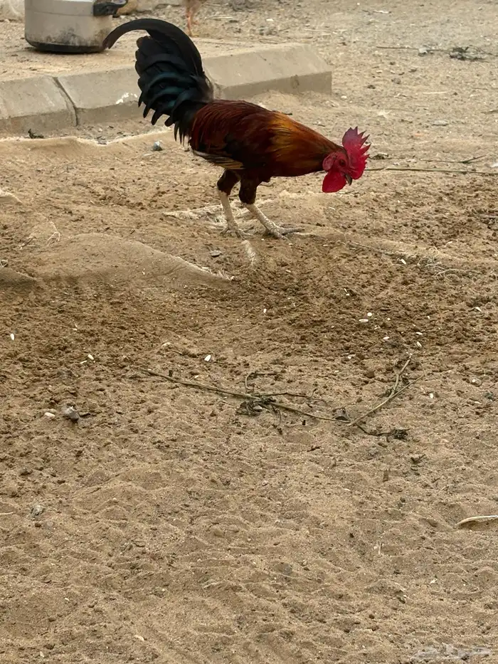 دجاج وديوك 6