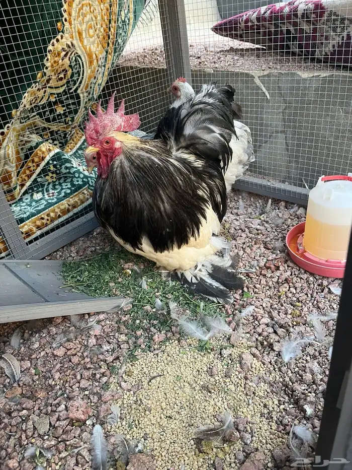 دجاج كوشن كولمبي قزم هادئ بياض(تم البيع ) الله يبارك للجميع 1