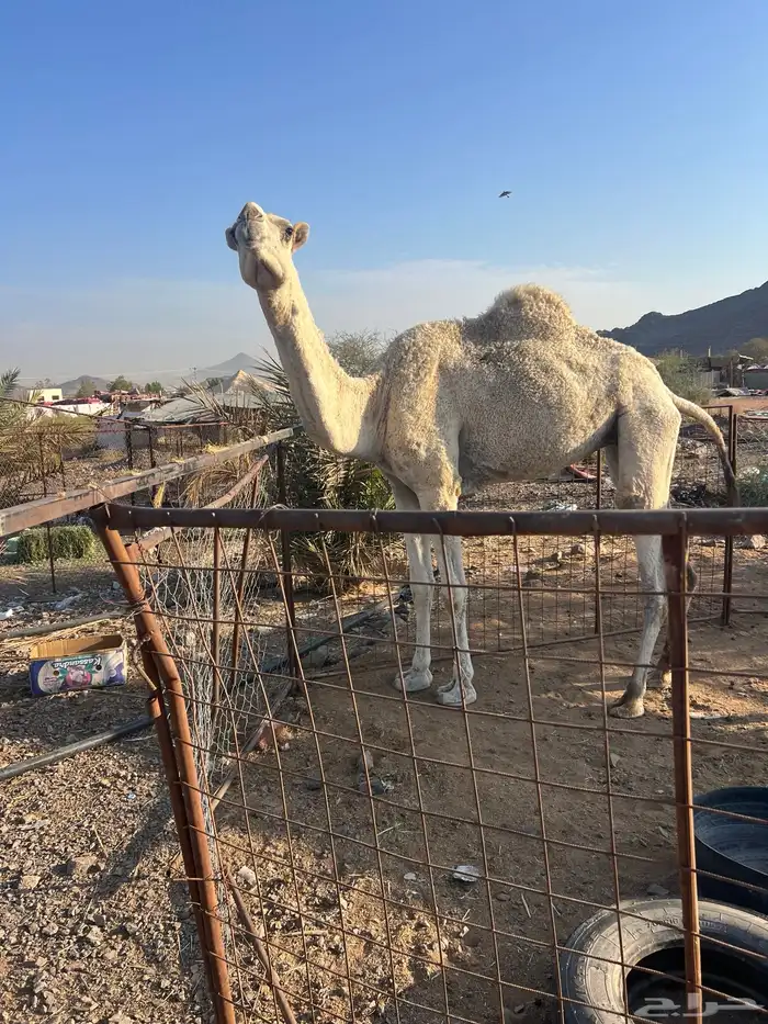 بكره رباع ضريبه 1