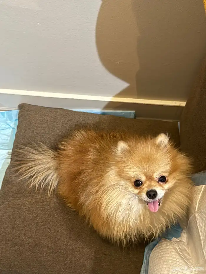Male Pomeranian dog 0