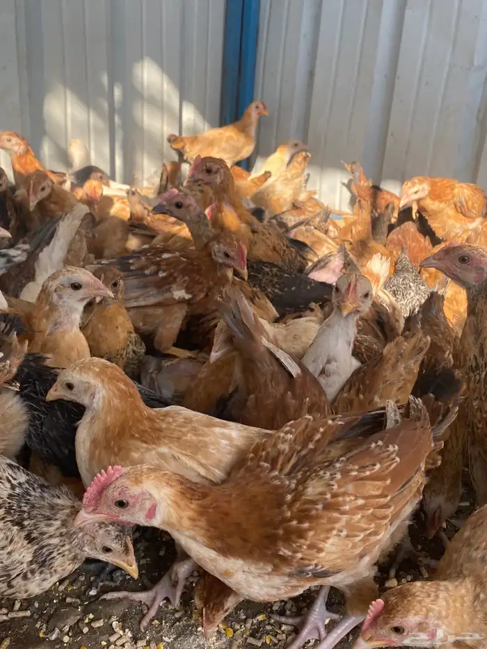 فراريج بلدي فواتح حمر 10