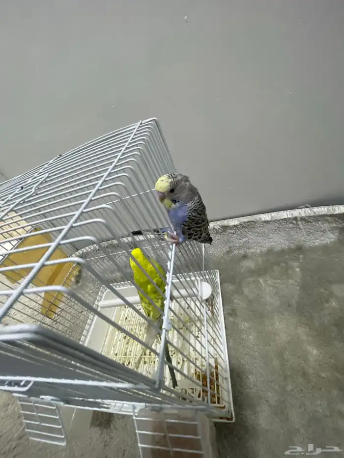 طيور بادجي ذكر وأنثى أليف جدا 1