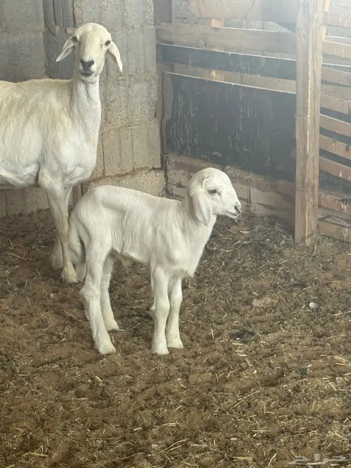 شاه تحتها خروف 4