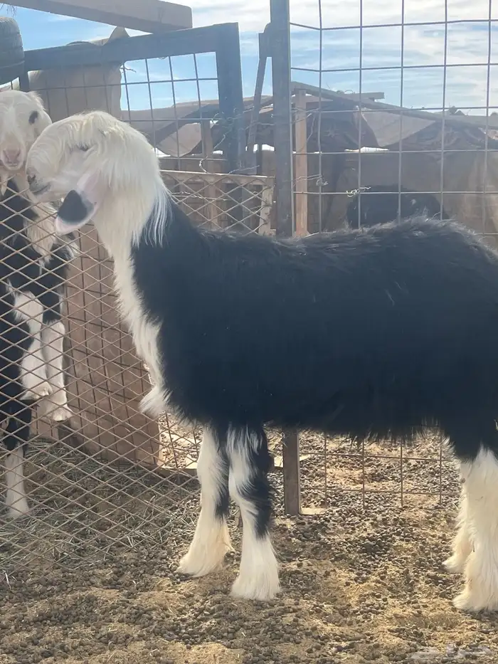 فحول نجد صنف الصنف 3