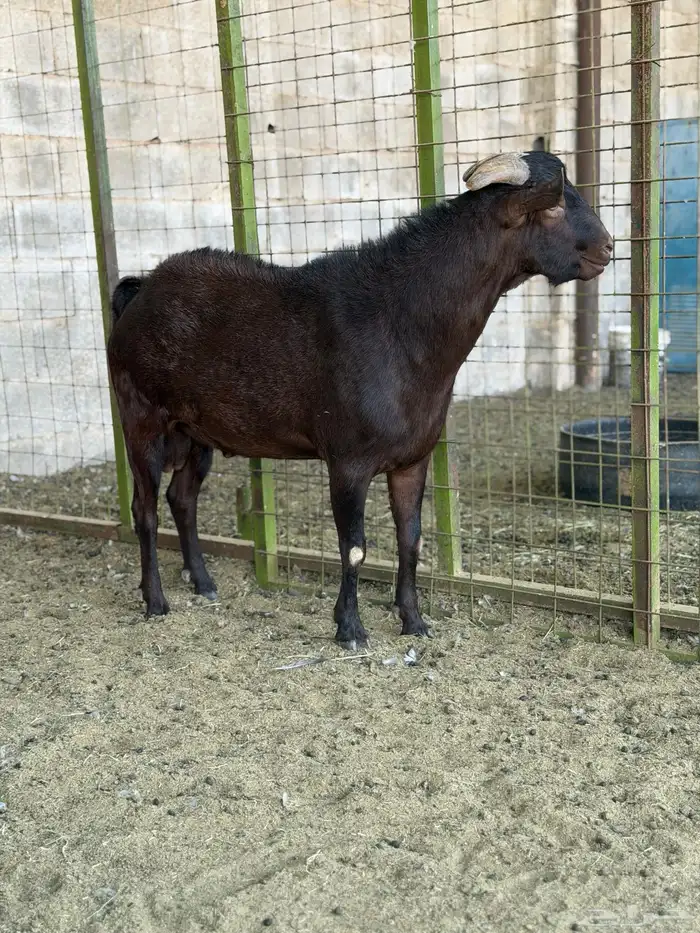 تيس مرسيانو المعروف بإنتاج الحليب 0