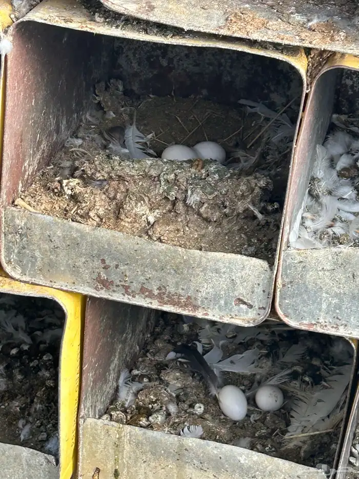 حمام فرنسي سوبر 5