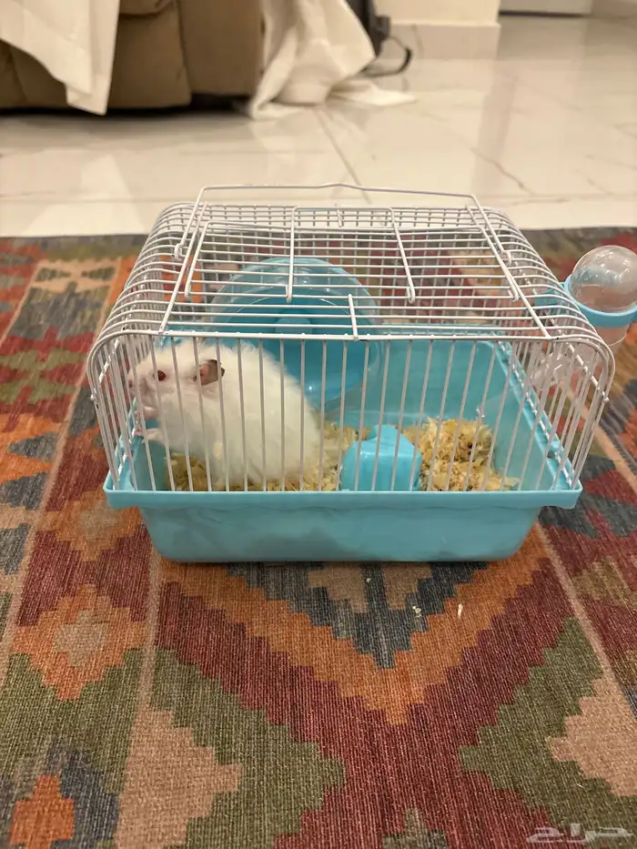 هامستر للبيع 0