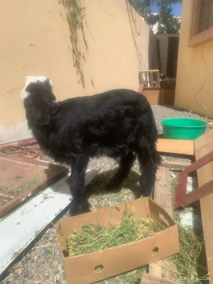 خروف ماشا الله سمنه طيب 0