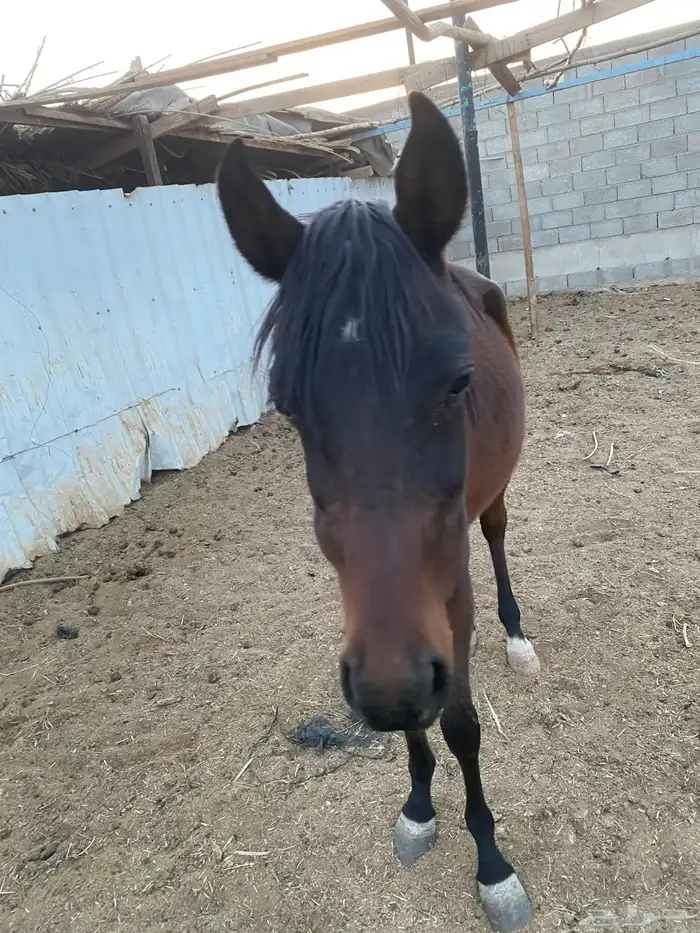 خيل للبيع 0